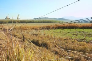 Deer Fences in Stamford, CT, Greenwich, CT, & Westchester, NY